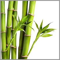el bambú