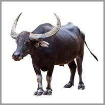 de buffel