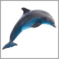 el dofí