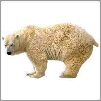 бяла мечка