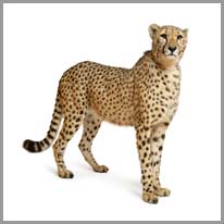 ghepard
