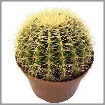 en kaktus