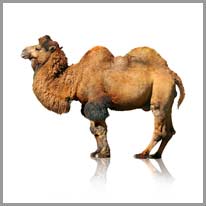 das Kamel, e
