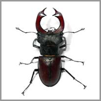 le scarabée