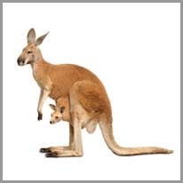 en kenguru