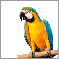 papegoja