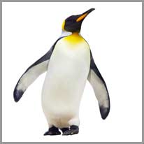 pingviin