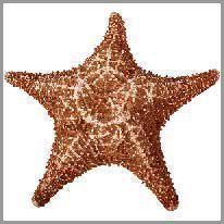 l‘estrella de mar