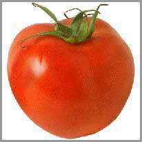 de tomaat
