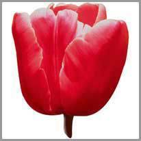 a tulipa