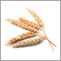 o trigo