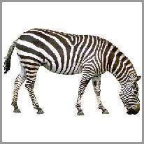 das Zebra, s