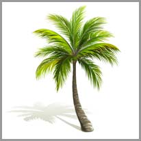 a palmeira