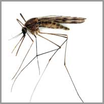 le moustique