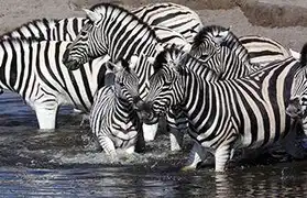 Places where Afrikaans is spoken