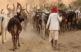 Places where Gujarati is spoken