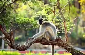 Places, Where Telugu is spoken