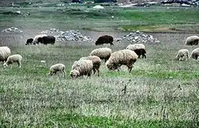 Places where Adyghe is spoken