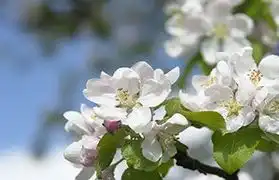 Places, Where Lithuanian is spoken