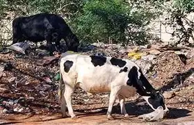 Places where Kannada is spoken