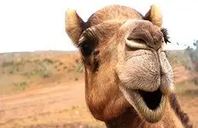 Places, Where Arabic is spoken