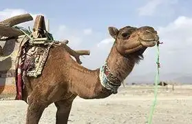 Places, Where Pashto is spoken