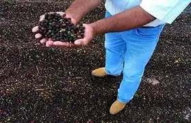 Places, Where Portuguese BR is spoken