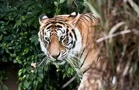 Places, Where Bengali is spoken