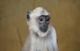 Places, Where Kannada is spoken