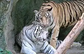 Places, Where Bengali is spoken