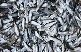 Places, Where Tagalog is spoken