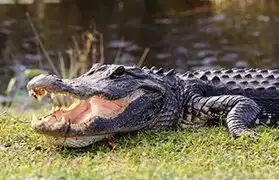 Places, Where English US is spoken