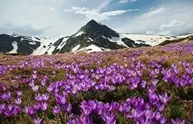 Places where Bulgarian is spoken