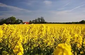 Places, Where Danish is spoken