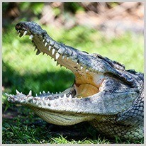 dangereux | le crocodile dangereux