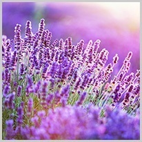 lila | lila lavendel