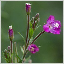violett | die violette Blume