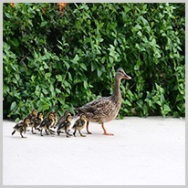 after | The young animals follow their mother.