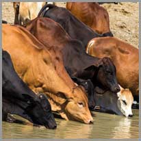 piť | Kravy pijú vodu z rieky.