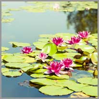 cover | Tinatakpan ng mga water lilies ang tubig.
