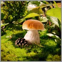 find | I found a beautiful mushroom!