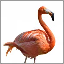 en flamingo