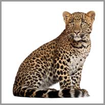 el leopardo